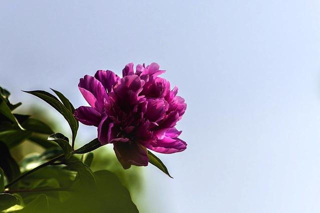 《本草》植物志之芍藥 關乎三國時期的瘟疫和一個消失的民族（本草植物志之芍藥）(6)