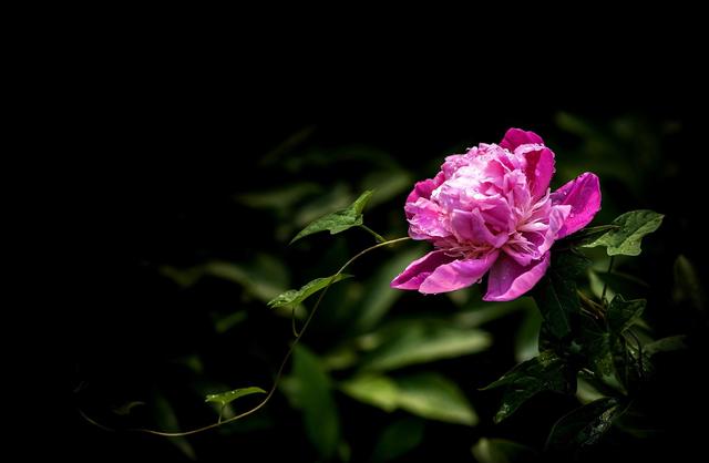 《本草》植物志之芍藥 關乎三國時期的瘟疫和一個消失的民族（本草植物志之芍藥）(8)