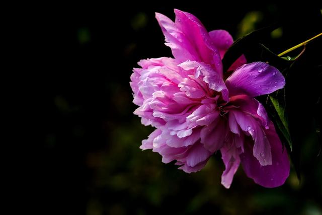 《本草》植物志之芍藥 關乎三國時期的瘟疫和一個消失的民族（本草植物志之芍藥）(3)