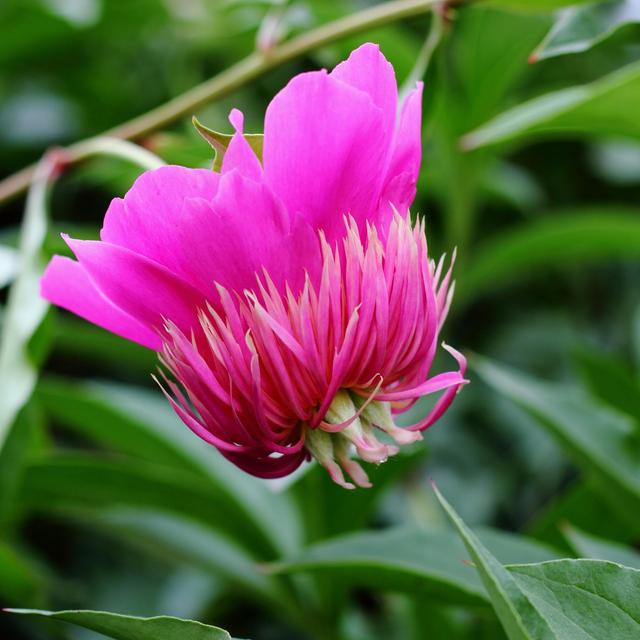 《本草》植物志之芍藥 關乎三國時期的瘟疫和一個消失的民族（本草植物志之芍藥）(9)