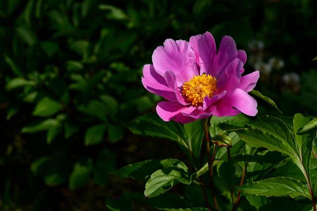 《本草》植物志之芍藥 關乎三國時期的瘟疫和一個消失的民族（本草植物志之芍藥）(11)