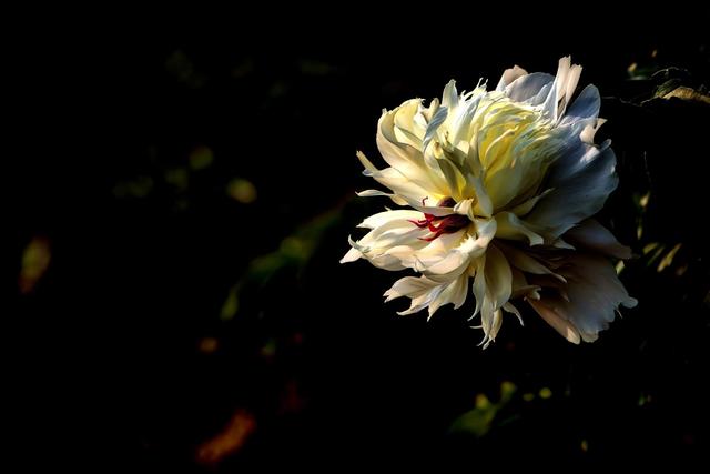 《本草》植物志之芍藥 關乎三國時期的瘟疫和一個消失的民族（本草植物志之芍藥）(7)