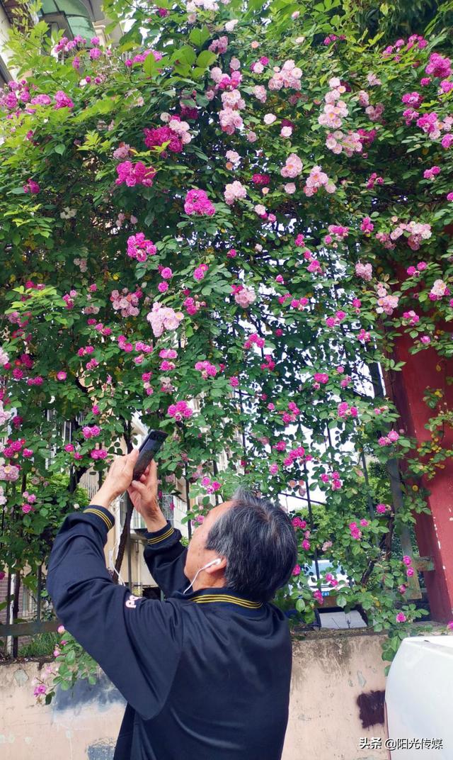 薔薇花開，暮春迎夏（薔薇花開暮春迎夏）(12)