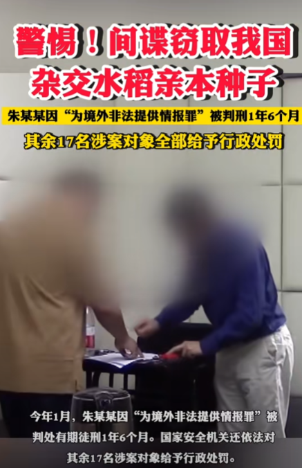 間諜竊取我國雜交水稻親本種子獲刑(朱某向境外出賣我國優(yōu)質(zhì)親本稻種)的圖片 4 間諜竊取我國雜交水稻親本種子獲刑(朱某向境外出賣我國優(yōu)質(zhì)親本稻種) 4