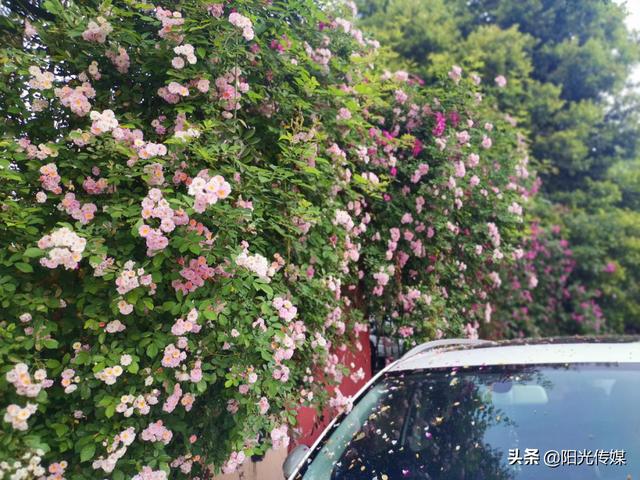 薔薇花開，暮春迎夏（薔薇花開暮春迎夏）(10)