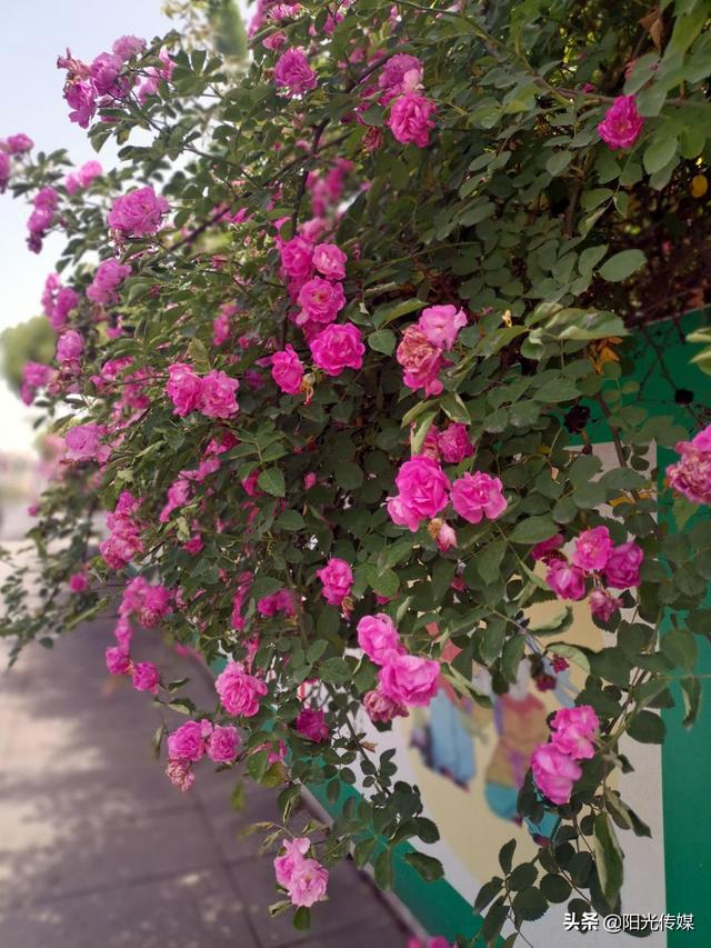 薔薇花開，暮春迎夏（薔薇花開暮春迎夏）(6)