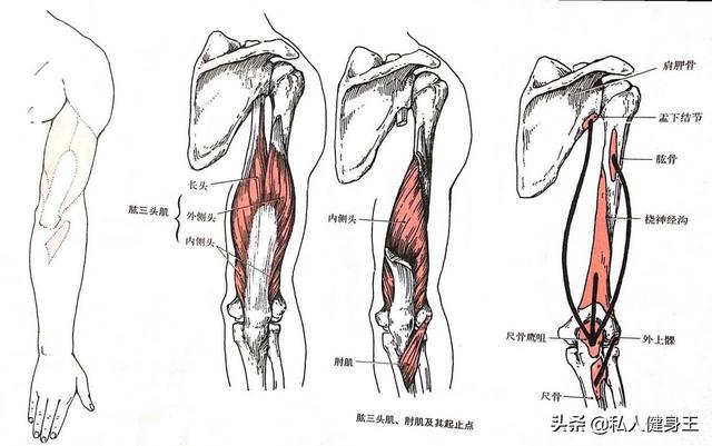 手臂訓練計劃，六個訓練動作，帶你練出麒麟臂，增肌人群必備（手臂訓練計劃六個訓練動作）(5)
