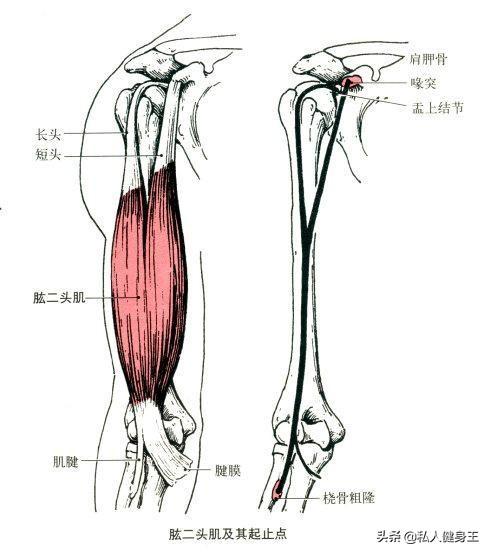 手臂訓(xùn)練計劃，六個訓(xùn)練動作，帶你練出麒麟臂，增肌人群必備（手臂訓(xùn)練計劃六個訓(xùn)練動作）(4)