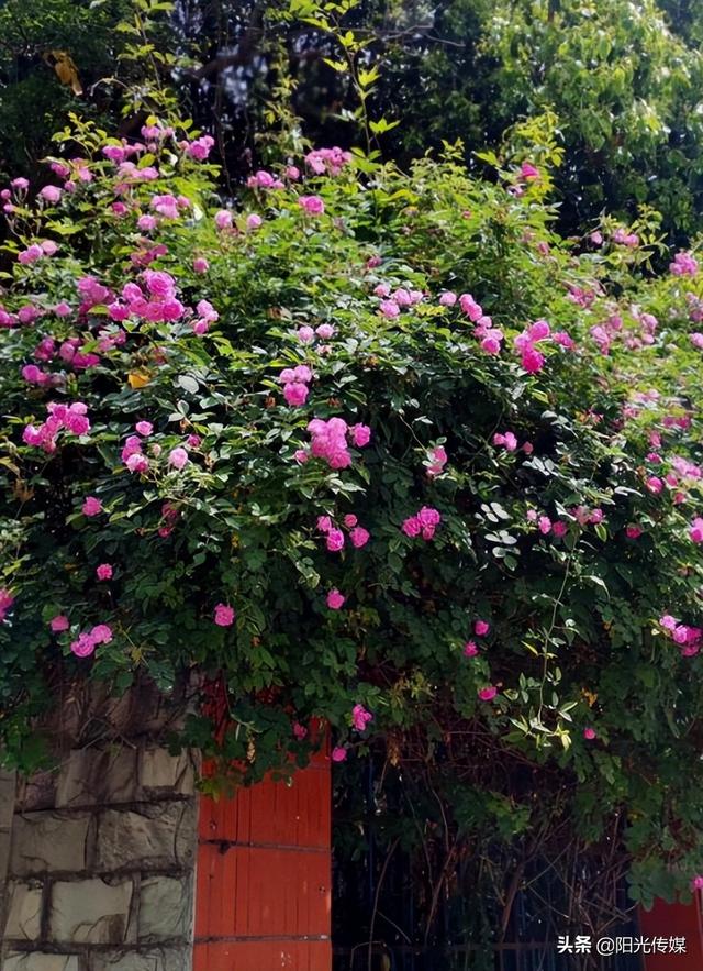 薔薇花開(kāi)，暮春迎夏（薔薇花開(kāi)暮春迎夏）(8)