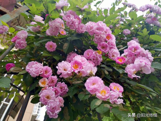 薔薇花開(kāi)，暮春迎夏（薔薇花開(kāi)暮春迎夏）(13)