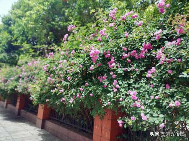 薔薇花開(kāi)，暮春迎夏（薔薇花開(kāi)暮春迎夏）(7)