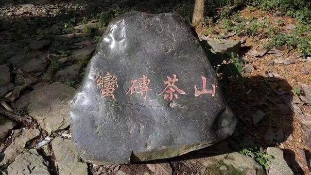 喝茶十年，跟大家說說我心中的一款好茶（跟大家說說我心中的一款好茶）(2)
