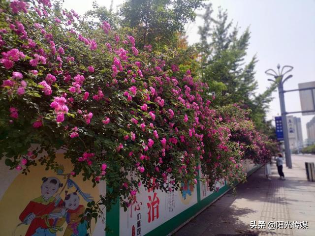 薔薇花開(kāi)，暮春迎夏（薔薇花開(kāi)暮春迎夏）(4)