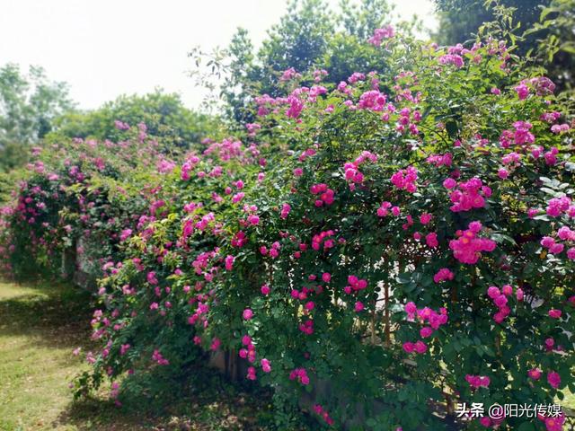 薔薇花開(kāi)，暮春迎夏（薔薇花開(kāi)暮春迎夏）(5)