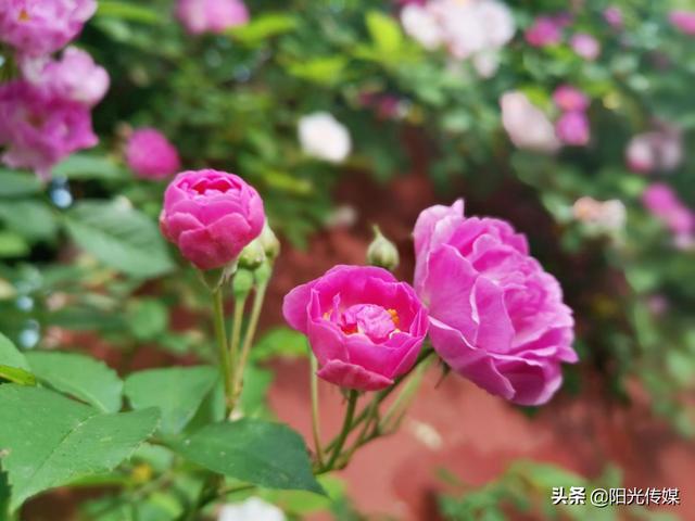 薔薇花開(kāi)，暮春迎夏（薔薇花開(kāi)暮春迎夏）(9)