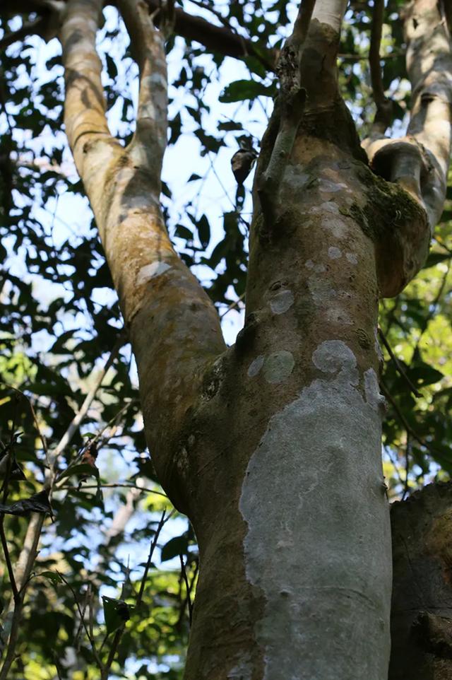 喝茶十年，跟大家說說我心中的一款好茶（跟大家說說我心中的一款好茶）(3)