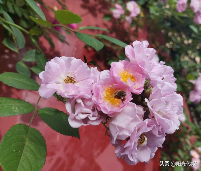 薔薇花開(kāi)，暮春迎夏（薔薇花開(kāi)暮春迎夏）(11)