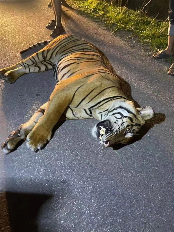 馬來(lái)西亞一只猛虎橫穿馬路時(shí)被撞死：行車(chē)記錄儀曝光