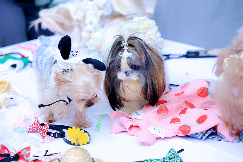 萌寵云集！五月的玉林東路可愛(ài)值“爆表”！