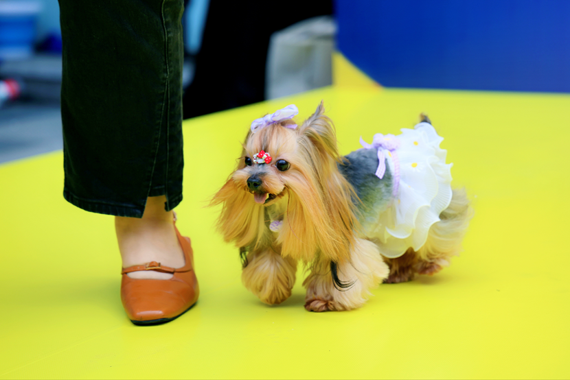 萌寵云集！五月的玉林東路可愛(ài)值“爆表”！