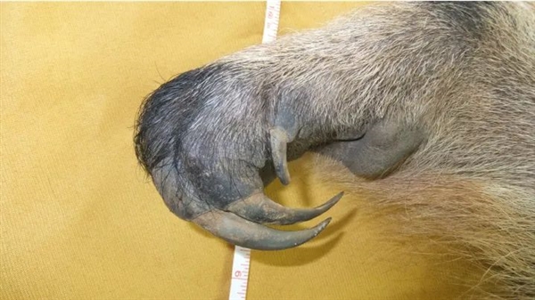 為了保命：這種奇怪的動(dòng)物進(jìn)化出了“分身”！