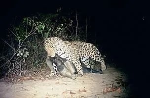 為了保命：這種奇怪的動(dòng)物進(jìn)化出了“分身”！