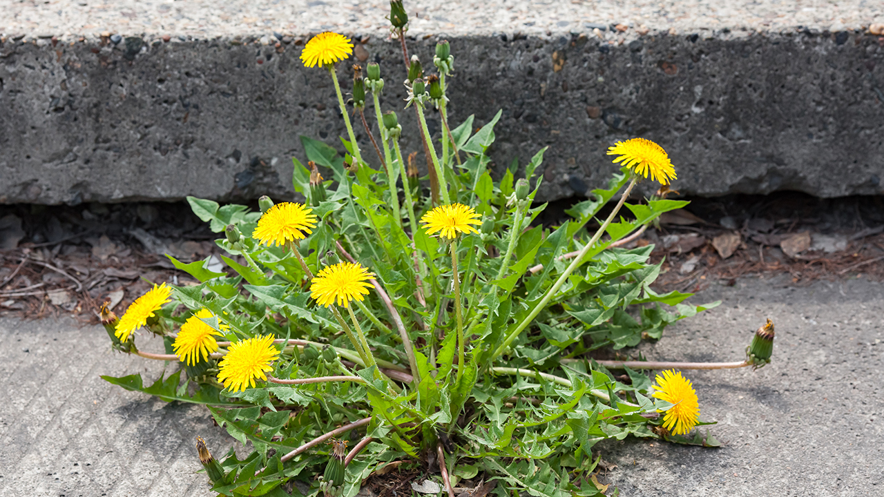 便秘口臭同治藥品