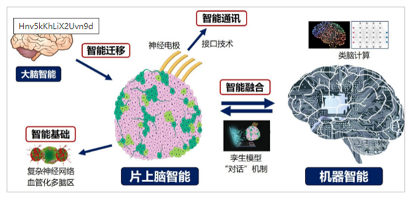 重磅研究！中國(guó)首創(chuàng)人腦驅(qū)動(dòng)機(jī)器人