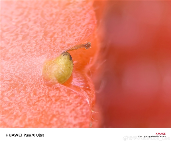 跨越12年的對比！李小龍曬華為P1、Pura 70 Ultra微距照片：變顯微鏡了