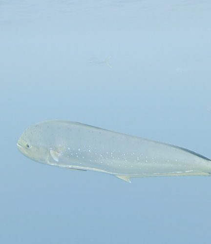 網(wǎng)紅辭職下海結(jié)果被困海中 這老哥要體驗(yàn)現(xiàn)實(shí)版海賊王