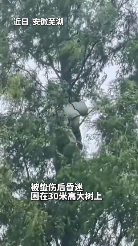 出于興趣愛(ài)好 男子掏馬蜂窩：被蟄昏迷在30米高樹上