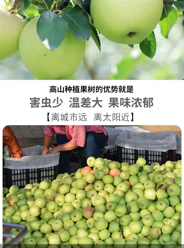 產(chǎn)地直銷！陜西青蘋(píng)果5斤13.8元、徐香獼猴桃20枚14.8元