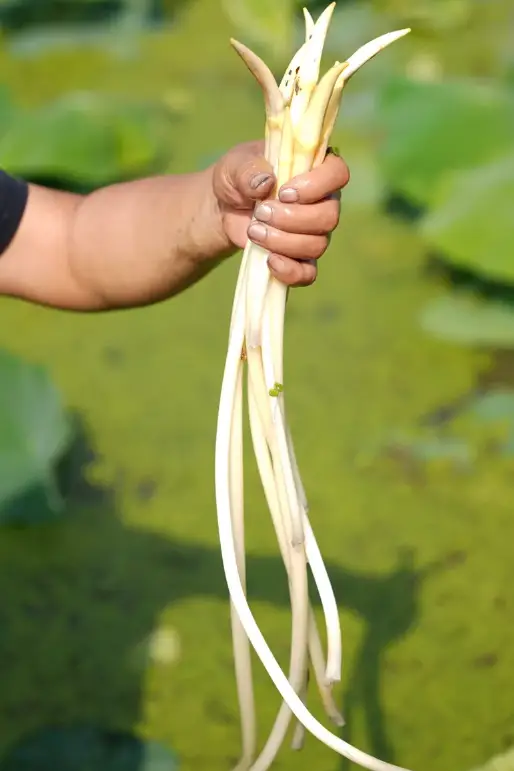 新疆的海鮮、甘肅的蝦 農(nóng)業(yè)大摸底太精彩了