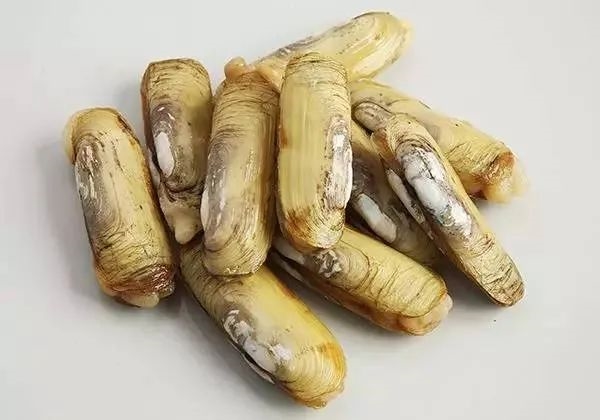蟶子在泥沙中挖掘過(guò)程有點(diǎn)邪惡 這種美食有著極強(qiáng)的防御